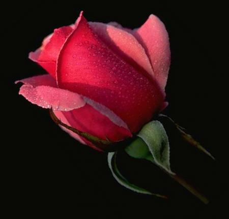 Prends cette rose